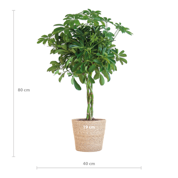 Schefflera Arab Nora - met mand Sofia naturel - h 70cm - Ø21