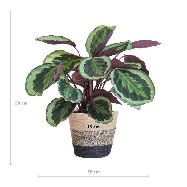 Calathea Medaillon met mand Lissabon zwart - h 65cm - Ø19