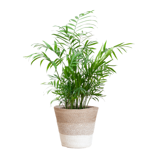 Chamadorea Elegans met mand Lissabon wit - h 55cm - Ø17