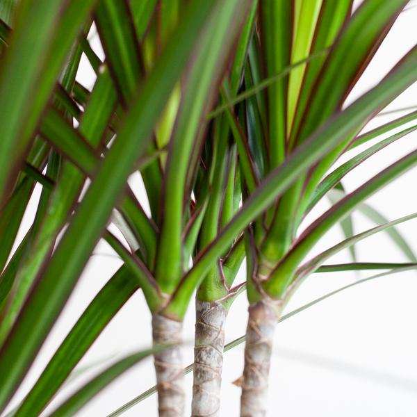 Dracaena Marginata met pot Viber wit - h 95cm - Ø21