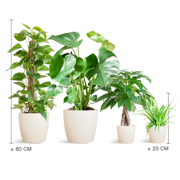 Easy care Plantenbox - medium - met pot Viber wit