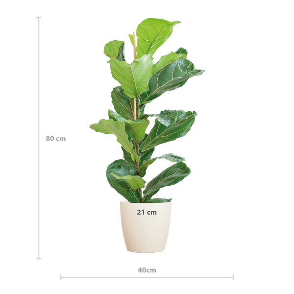 Ficus Lyrata met pot Viber wit - h 80cm - Ø21