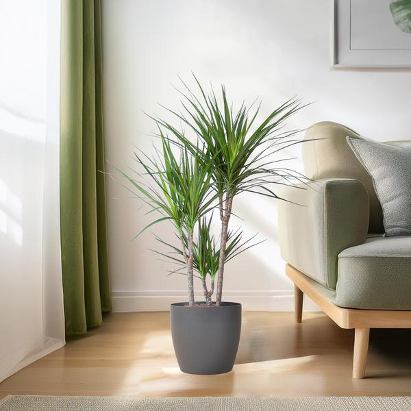 Dracaena Marginata met pot Viber grijs - h 95cm - Ø21