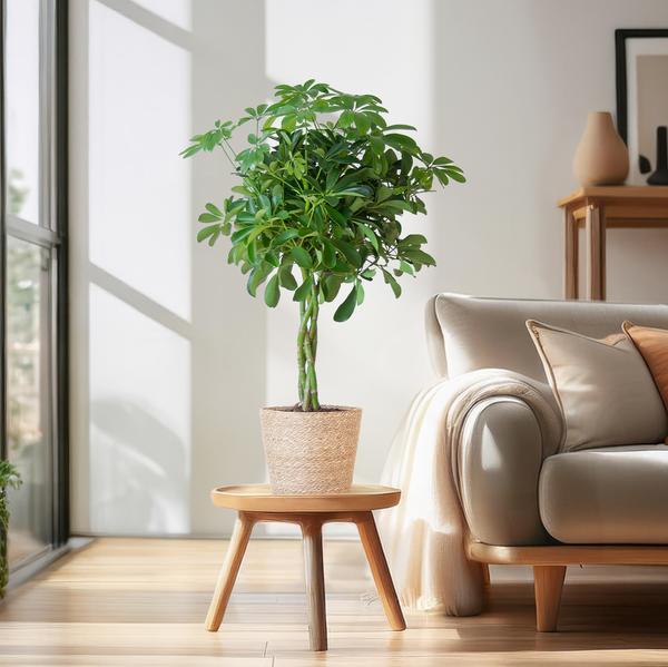 Schefflera Arab Nora - met mand Sofia naturel - h 70cm - Ø21