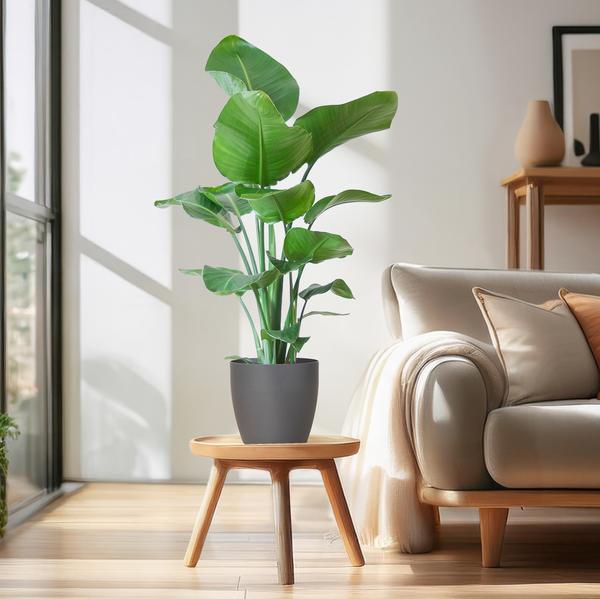 Strelitzia Nicolai - met pot Viber grijs - h 80cm - Ø21