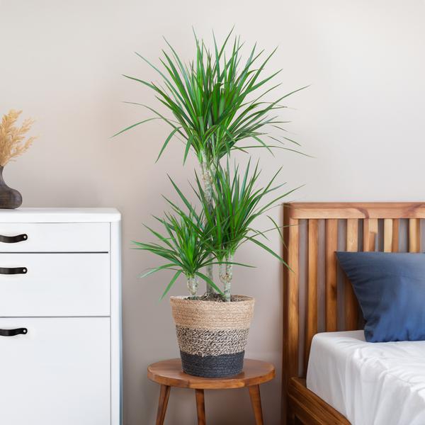 Dracaena Marginata met mand Lissabon zwart - h 95cm - Ø21