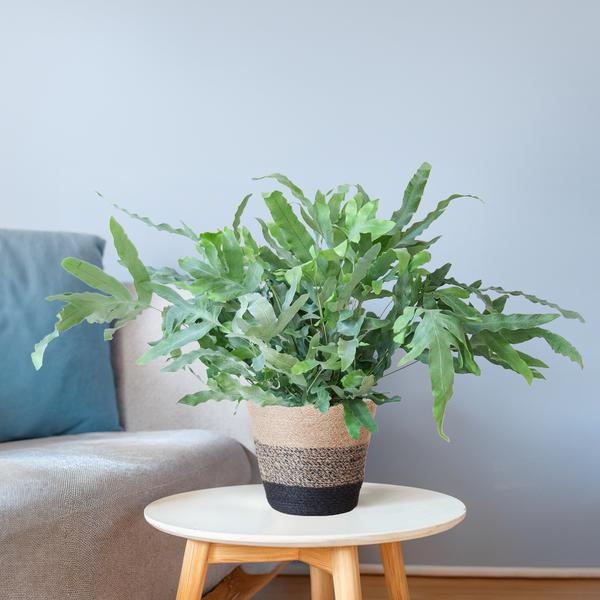 Phlebodium Aureum 'Blue Star' - met mand Lissabon zwart - h 40cm - Ø17