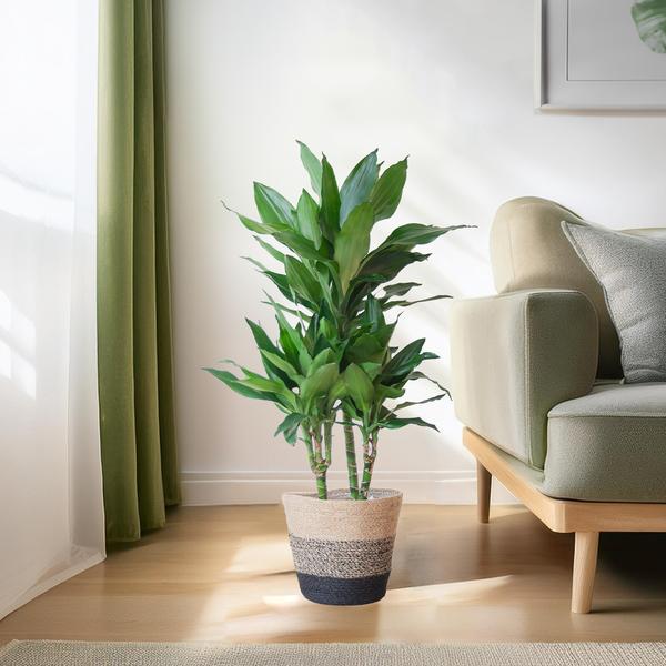 Dracaena Janet Lind met mand Lissabon zwart - h 95cm - Ø21