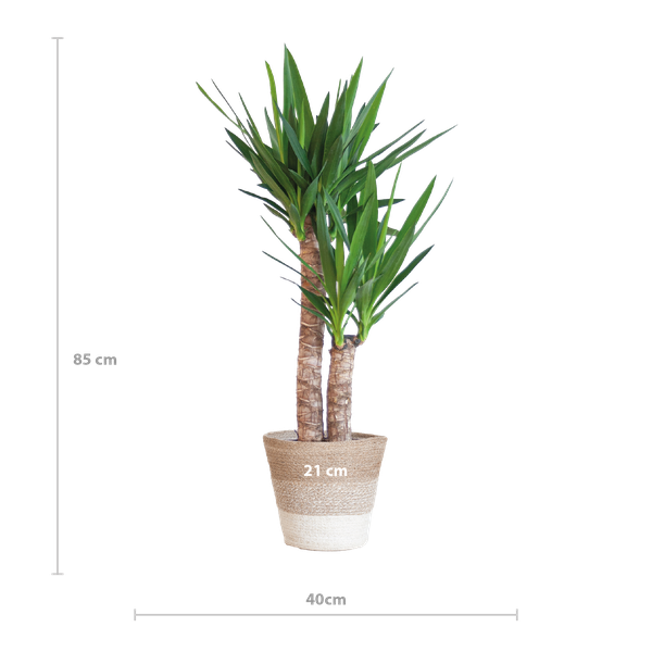 Yucca Elephantipes - met mand Lissabon wit - h 90cm - Ø21