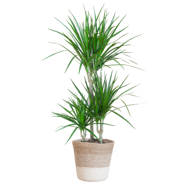 Dracaena Marginata met mand Lissabon wit - h 95cm - Ø21
