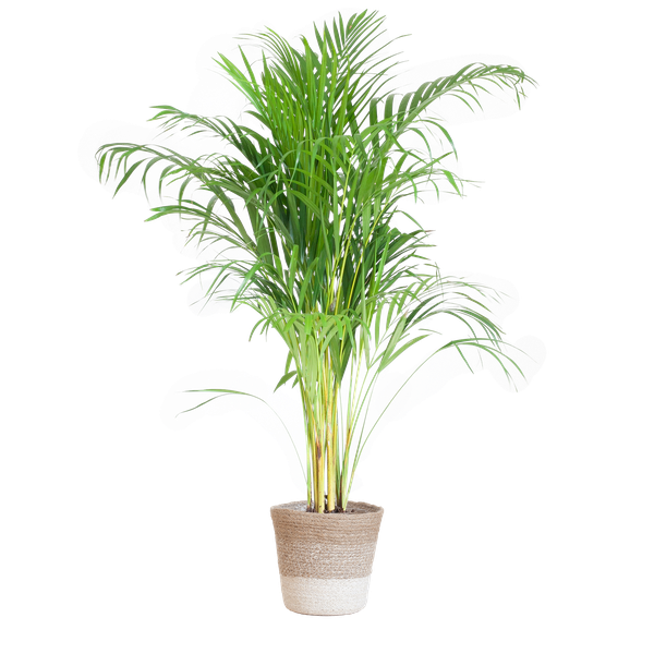Areca Palm met mand Lissabon wit - h 100cm - Ø21