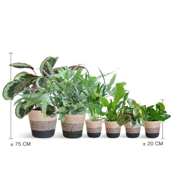 Diervriendelijke plantenset - large - met mand Lissabon zwart