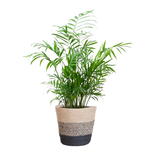 Chamadorea Elegans met mand Lissabon zwart - h 55cm - Ø17