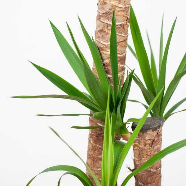 Yucca XL - met Torun mand - h 125cm - Ø24
