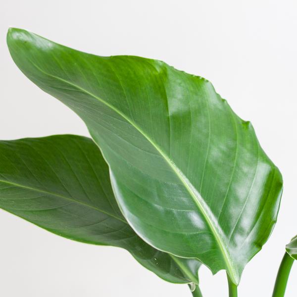 Strelitzia Nicolai - met pot Viber grijs - h 80cm - Ø21