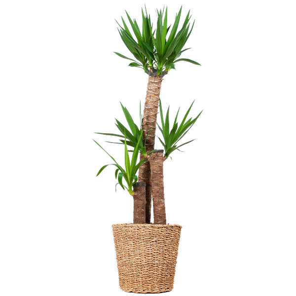 Yucca XL - met Torun mand - h 125cm - Ø24