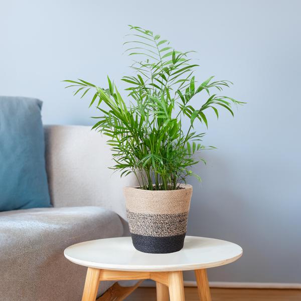 Chamadorea Elegans met mand Lissabon zwart - h 55cm - Ø17