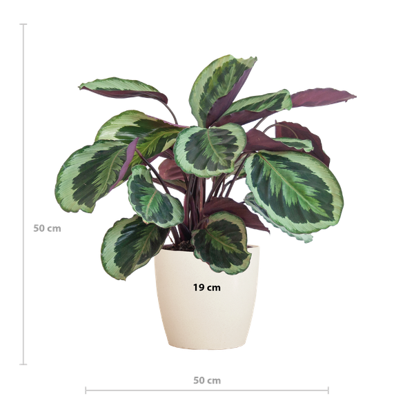 Calathea Medaillon met pot Viber wit - h 65cm - Ø19