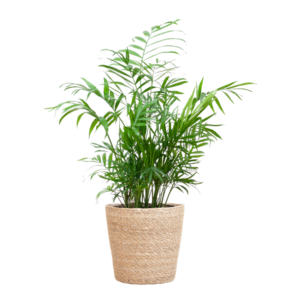 Chamadorea Elegans met mand Sofia naturel - h 55cm - Ø17