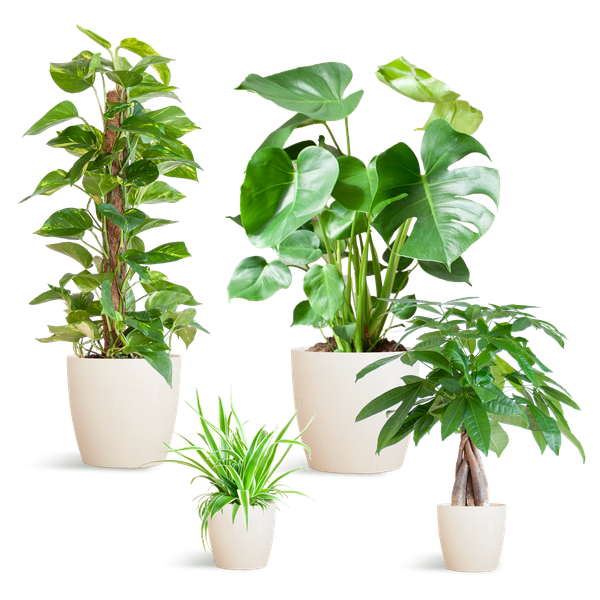 Easy care Plantenbox - medium - met pot Viber wit