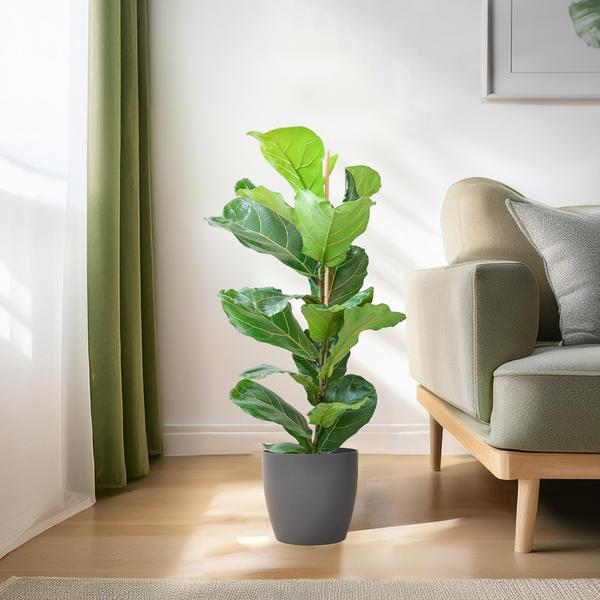 Ficus Lyrata met pot Viber grijs - h 80cm - Ø21