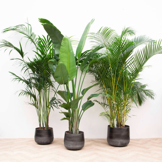 Welke XXL planten zijn geschikt voor de woonkamer of kantoor?