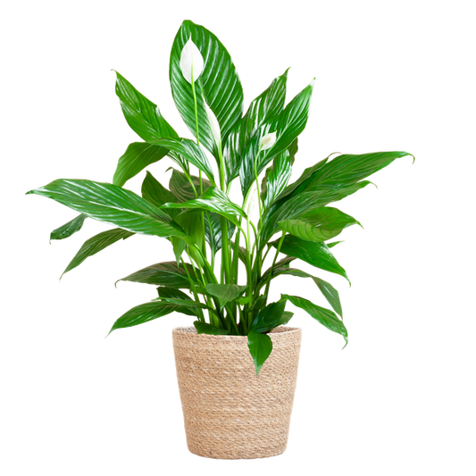 Spathiphyllum - met mand Sofia naturel - h 80cm - Ø21
