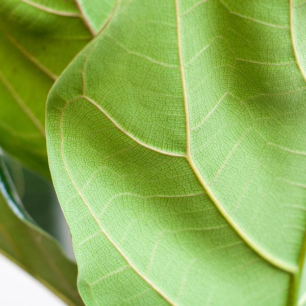 Ficus Lyrata met pot Viber grijs - h 80cm - Ø21