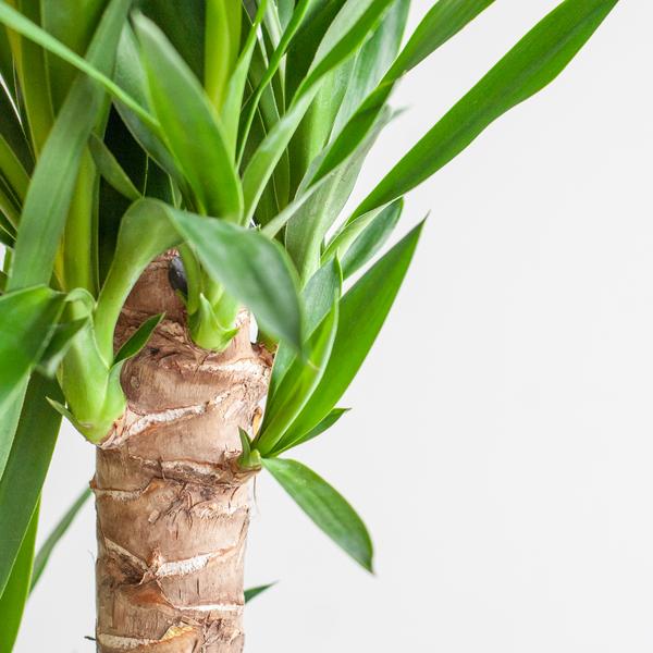 Dracaena Janet Lind met pot Viber wit - h 95cm - Ø21
