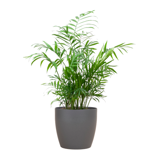 Chamadorea Elegans met pot Viber grijs - 55cm - Ø17