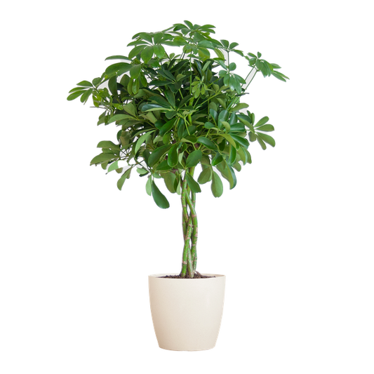 Schefflera Arab Nora - met pot Viber wit  - h 70cm - Ø21