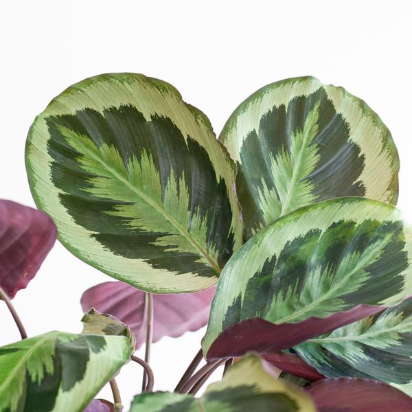 Calathea Medaillon met mand Lissabon zwart - h 65cm - Ø19
