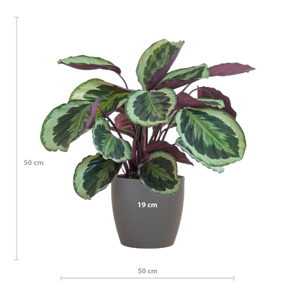 Calathea Medaillon met pot Viber grijs - h 65cm - Ø19