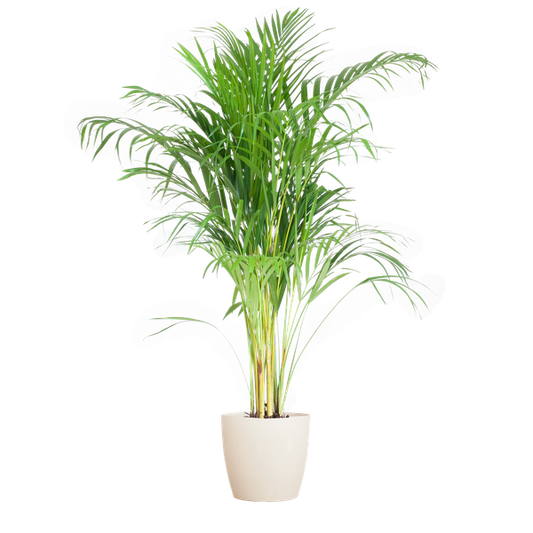 Areca Palm met pot Viber wit - h 100cm - Ø21