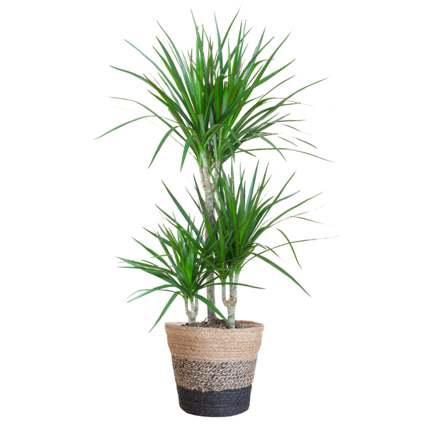 Dracaena Marginata met mand Lissabon zwart - h 95cm - Ø21