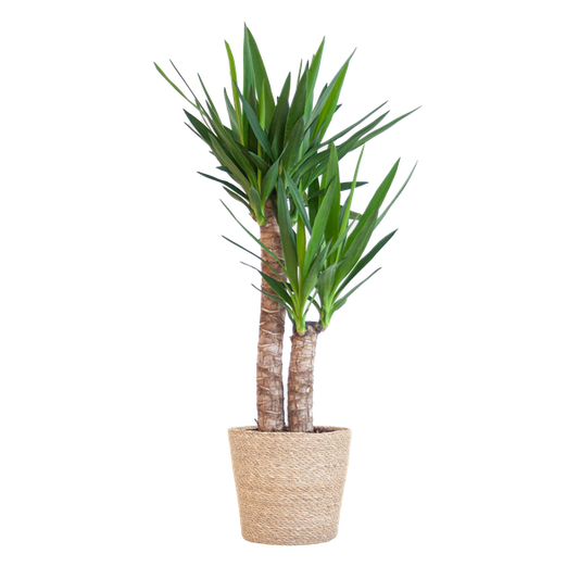 Yucca Elephantipes - met mand Sofia naturel - h 90cm - Ø21
