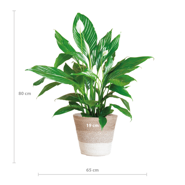 Spathiphyllum - met mand Lissabon wit - h 80cm - Ø21