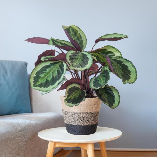 Calathea Medaillon met mand Lissabon zwart - h 65cm - Ø19