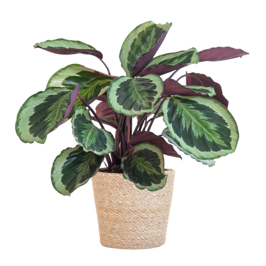 Calathea Medaillon met mand Sofia naturel - h 65cm - Ø19