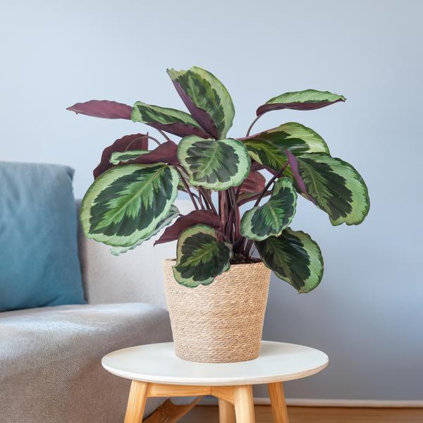Calathea Medaillon met mand Sofia naturel - h 65cm - Ø19