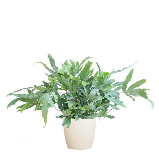 Phlebodium Aureum 'Blue Star' - met pot Viber wit - h 40cm - Ø17