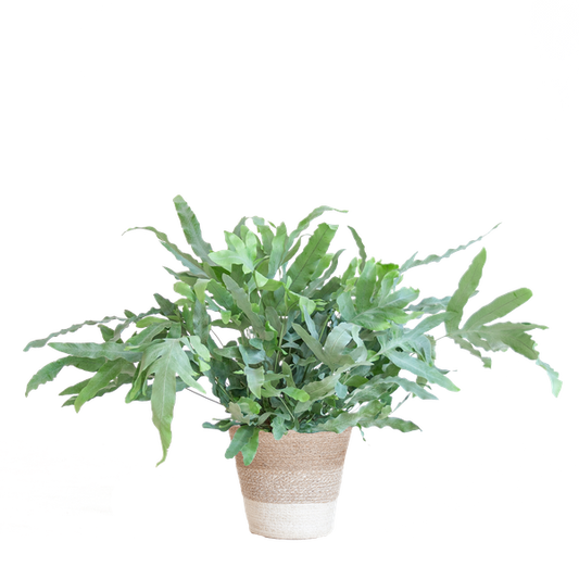 Phlebodium Aureum 'Blue Star' - met mand Lissabon wit - h 40cm - Ø17