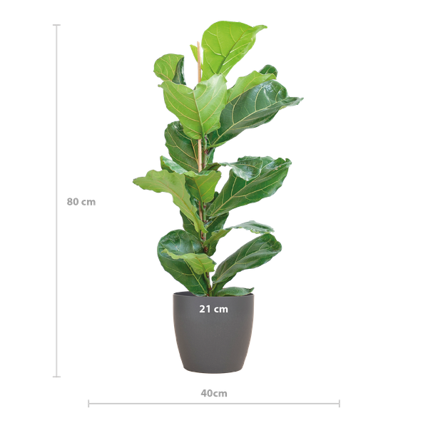 Ficus Lyrata met pot Viber grijs - h 80cm - Ø21