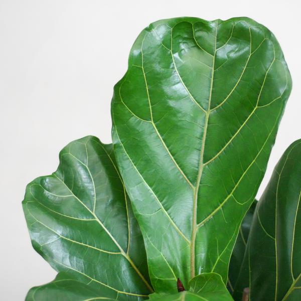 Ficus Lyrata met mand Sofia naturel - h 80cm - Ø21