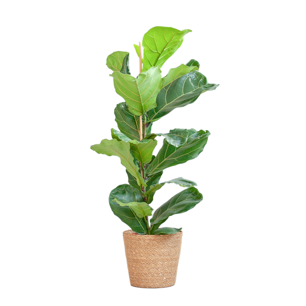 Ficus Lyrata met mand Sofia naturel - h 80cm - Ø21