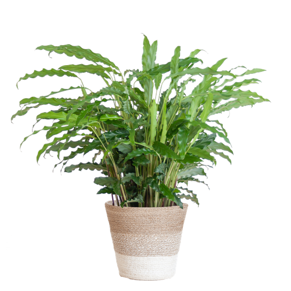 Calathea Rufibarba met mand Lissabon wit - h 55cm - Ø17