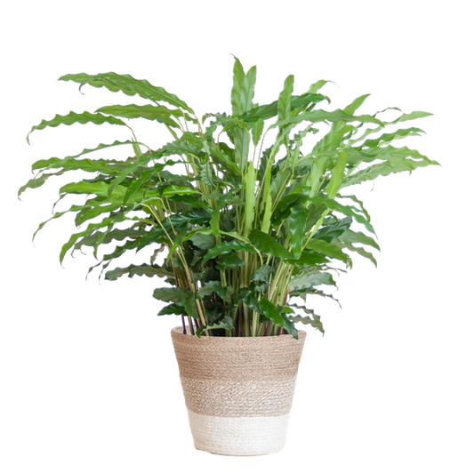 Calathea Rufibarba met mand Lissabon wit - h 55cm - Ø17