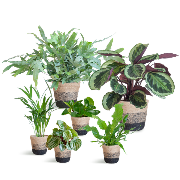 Diervriendelijke plantenset - large - met mand Lissabon zwart