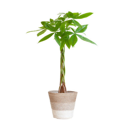 Pachira Aquatica - met mand Lissabon wit - h 80cm - Ø21