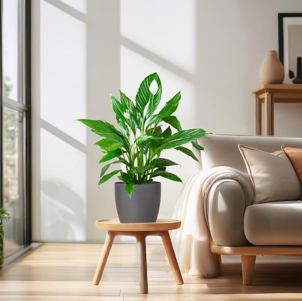 Spathiphyllum - met pot Viber grijs - h 80cm - Ø21